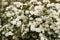 White meadowsweet flower texture
