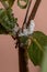 White Mealybugs Insects