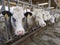 White meat cows inside barn on farm in holland