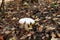 White medium sized champignon mushroom growing in fertile soil