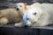 White Medveditsa Latin of Ursus maritimus sleep with two bear cubs a polar, northern bear nearby.