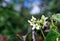 White melon flower