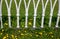 A white metal fence in the shape of small arches.green spring grass with dandelions