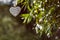 White metal and wooden hearts hanging in nature, celebration love