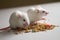 White mice eating bird seed on empty table