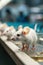 White mice in a medical scientific research laboratory. Laboratory experiments with animals