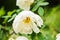 White midsummer rose, closeup on flower