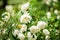White midsummer rose, closeup on flowers