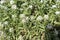 White mignonette blooms. Her flowers are very bright.