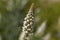 White mignonette Reseda alba