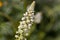 White mignonette Reseda alba