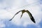 White migratory bird fly on blue sky background. Flight stork. Freedom animal