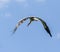 White migratory bird fly on blue sky background. Flight stork. Freedom animal