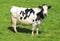 White milch cow with black spots