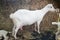 White Milk Goat Show In Farm Festival