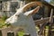 White milk goats in a pen near the barn