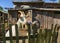 White milk goats in a pen near the barn