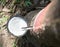 white milk of latex from cutting bark of rubber tree collected o