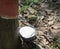 white milk of latex from cutting bark of rubber tree collected o