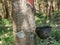 white milk of latex from cutting bark of rubber tree collected o