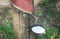 white milk of latex from cutting bark of rubber tree collected o