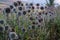 White milk thistle thicket and spider web at foggy morning close-up with selective focus