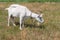 White milk Ukrainian goat attached in wild summer pasture