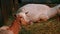 White milking goats in the barn eat hay and feed