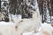 White milking goats in winter in a birch forest among the bushes of trees graze in the village