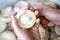 White milkweed mushroom in the hand with the cap up