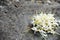 White Millingtonia flowers on stump