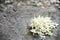 White Millingtonia flowers on stump