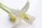 White Millingtonia hortensis