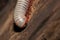 White Millipede close up of her head