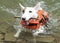 White mini bull terrier swimming with a stick