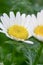 the White mini marguerite flower, Chrysanthemum paludosum