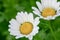 the White mini marguerite flower, Chrysanthemum paludosum