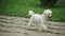 White mini poodle Dog hops joyfully on grassland.