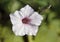 White mini rose veined petunia