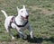 White miniature bull terrier