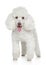 White Miniature poodle