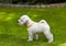 White miniature schnauzer puppy