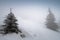 White misty winter landscape, Conifer in landscape, white edit space, Christmas time