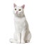 White mixed-breed cat 2 years old, isolated