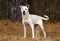 White mixed breed dog adoption photo, Walton County Animal Control