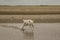 A white mixed breed dog runs through the water of a pril at the north sea
