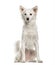 White mixed breeded dog sitting, isolated