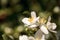 White mock orange blossom flowers, Philadelphus lewisii