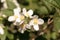 White mock orange blossom flowers, Philadelphus lewisii