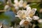 White mock orange blossom flowers, Philadelphus lewisii